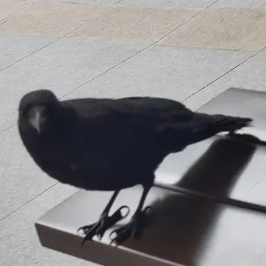 Profile image of 謎のカラス