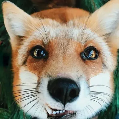 Profile image of 狐