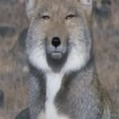 Profile image of 狼