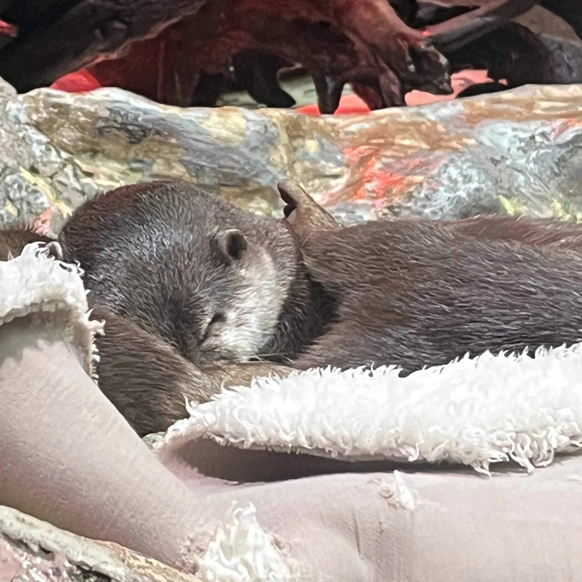 강대성