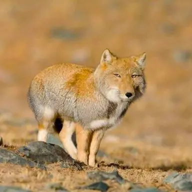 Profile image of 여우