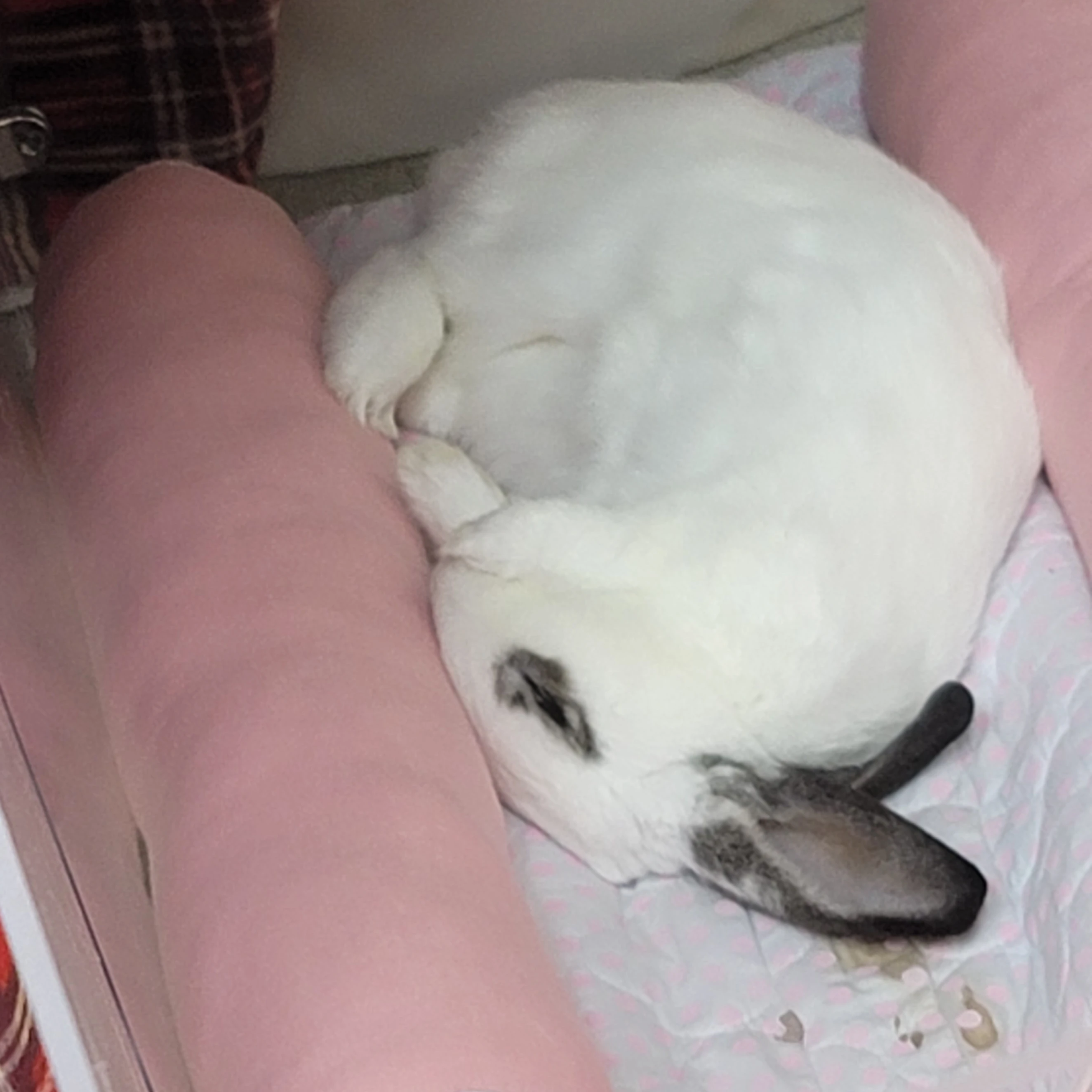 토순이