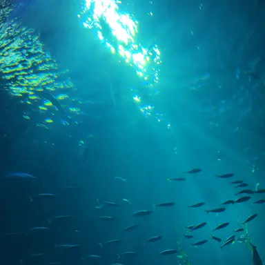 Profile image of 아틀란티스 학교