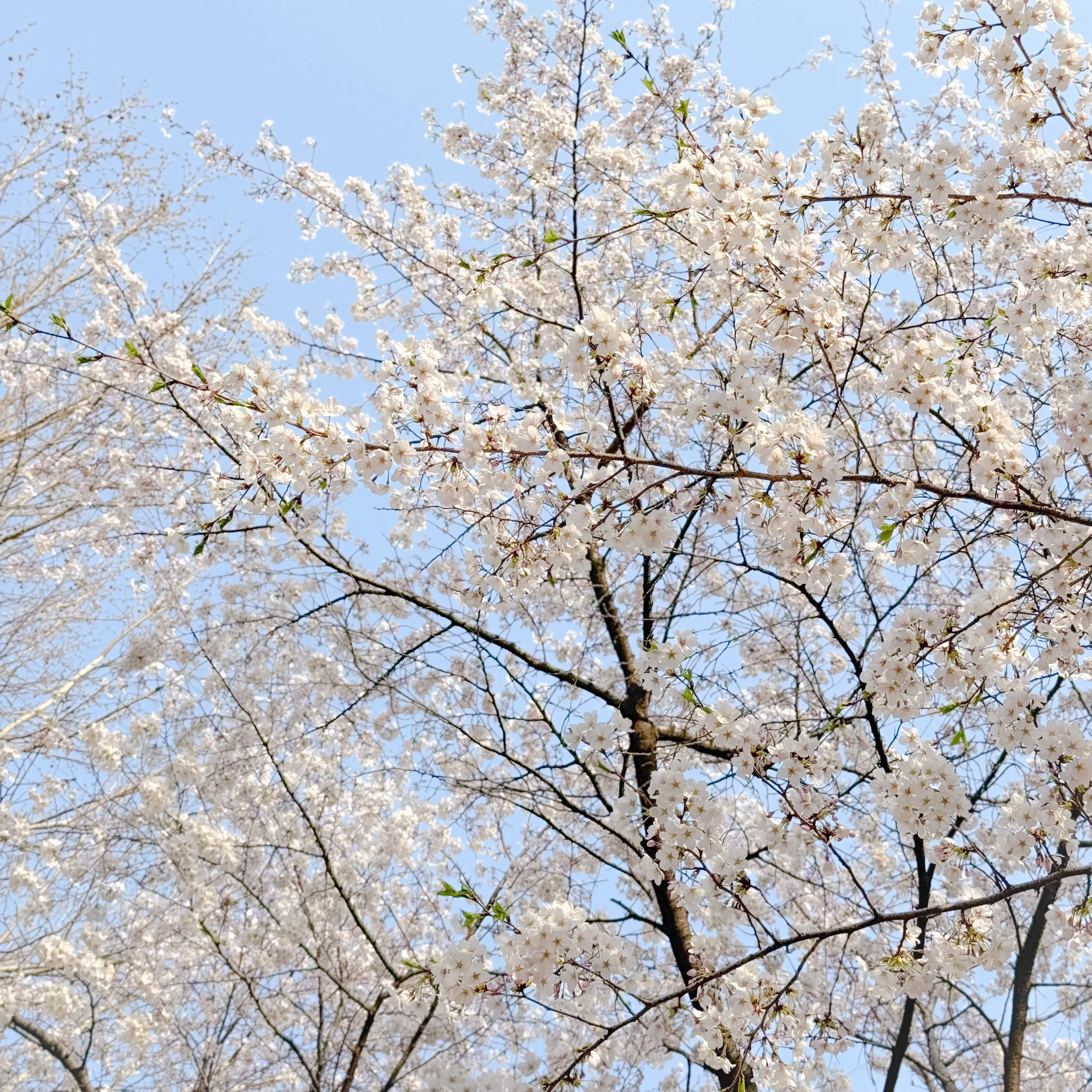 AbsurdOlive5648의 최또삐