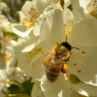 Profile image of 쪼만