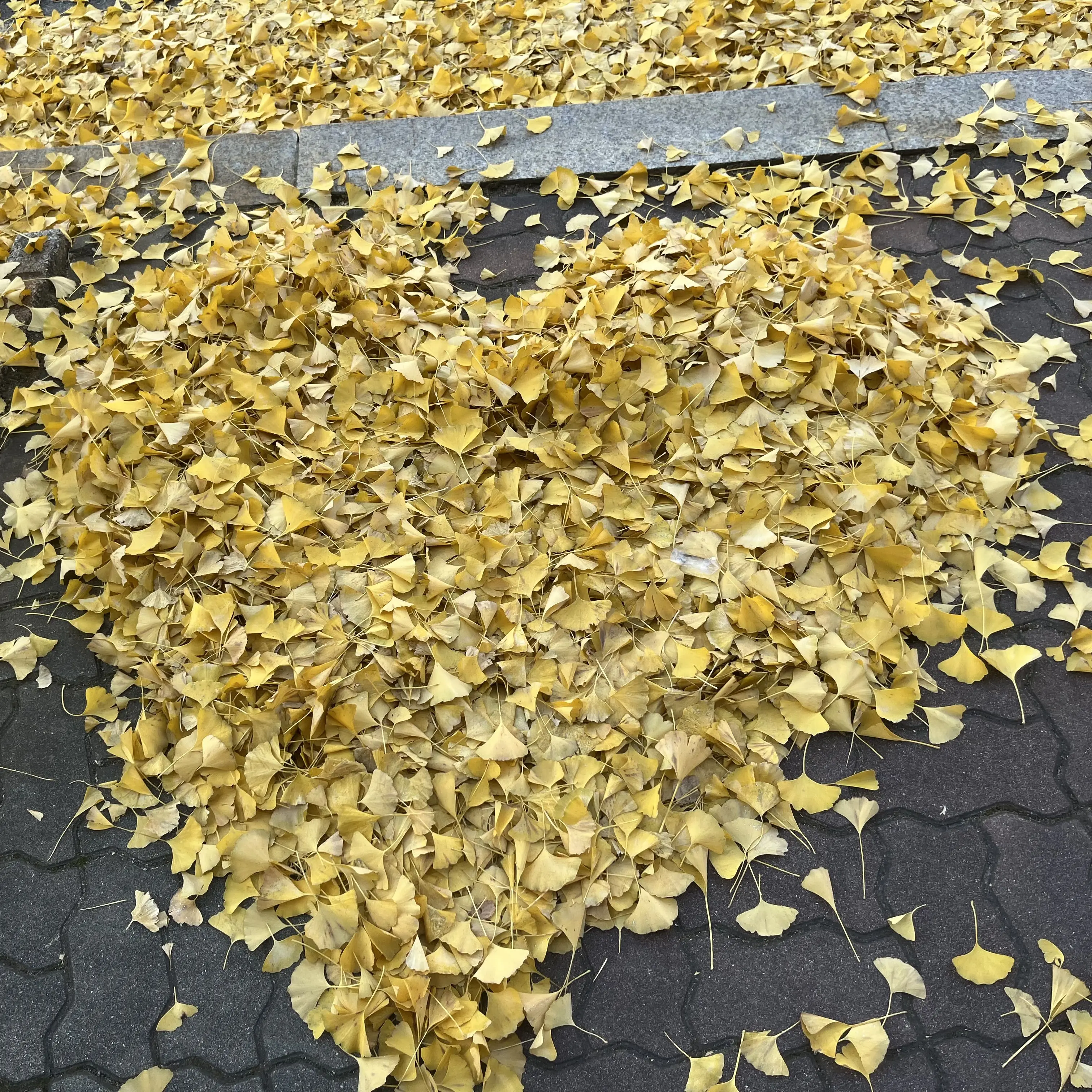 RipeCity9589의 오빠들