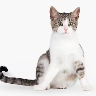 Profile image of ギジ