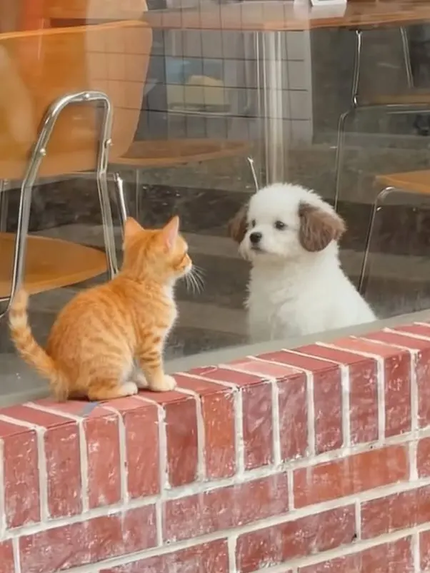 BlandTetra8819의 まさか願いが叶うとは...♡