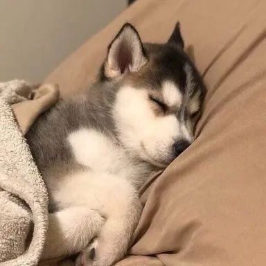 Profile image of 吉野