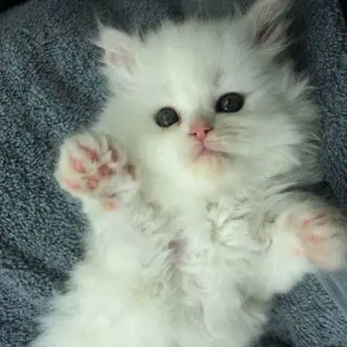 Profile image of 새끼 고양이