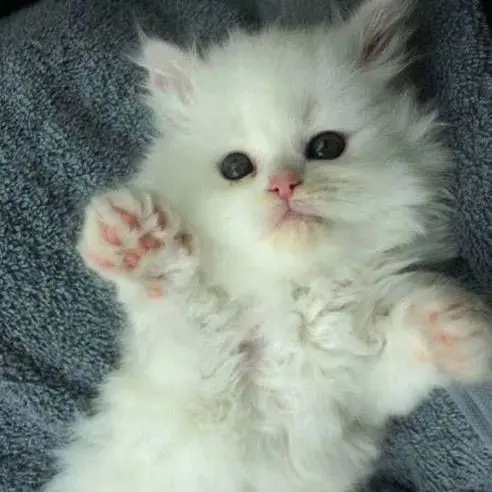 Ssam_ssam의 새끼 고양이
