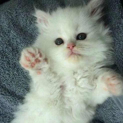 새끼 고양이