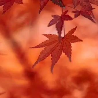 Profile image of 라더