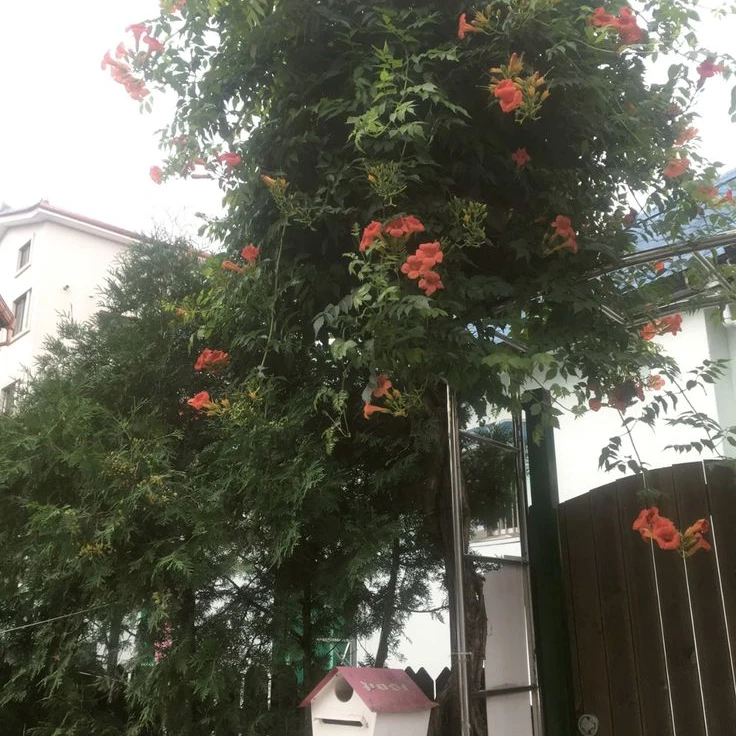 박덕개