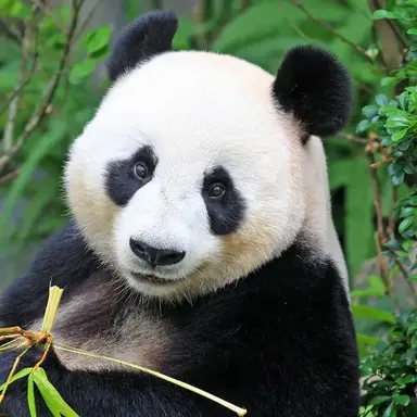 Profile image of 판다