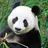 판다