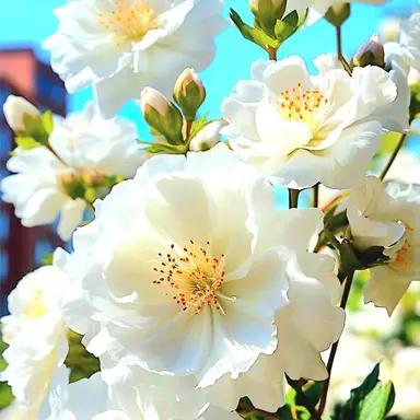 Profile image of 성희