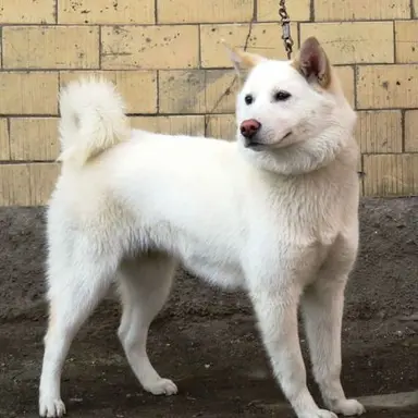 Profile image of 참교육 풍산개