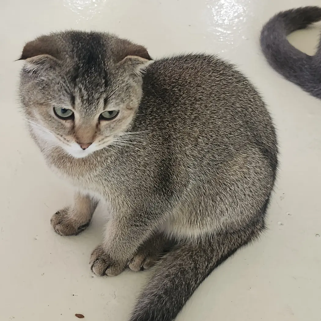 Daia_cat의 고고프렌즈 가족