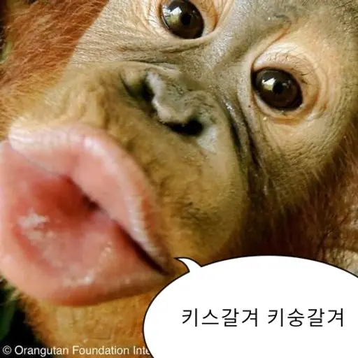 osh.05_18의 오랑우탄