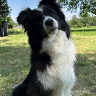 Profile image of Marv