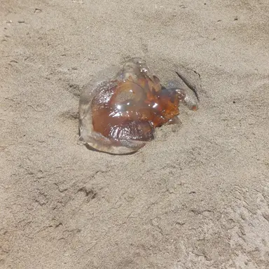 Profile image of 시노부