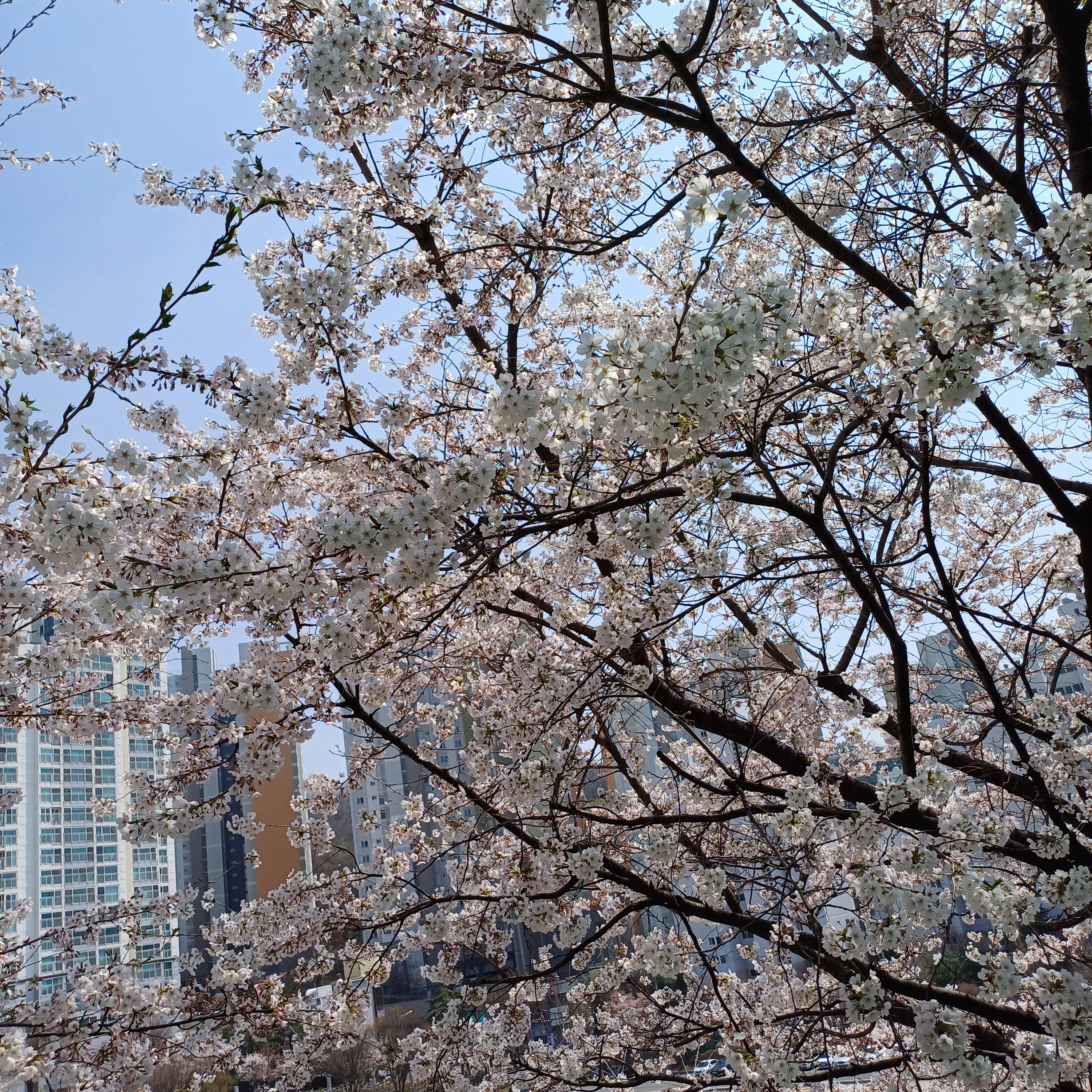 미츠리