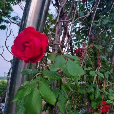 Profile image of 류