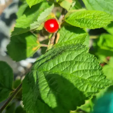 Profile image of 오뉴