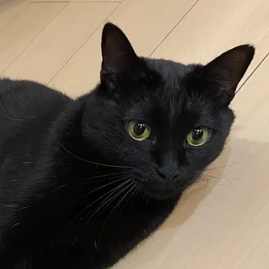 Profile image of リヴァイ