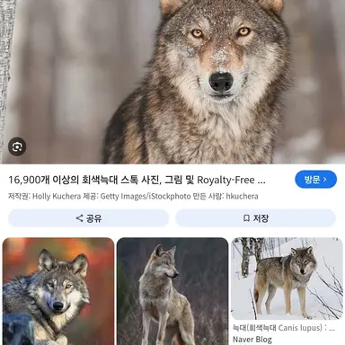 Profile image of 늑대