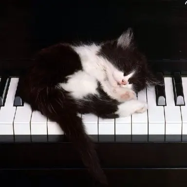 Profile image of 홍재인