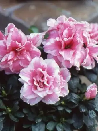 Trapp_3edw.의 簡単に騙されてやがる（笑）