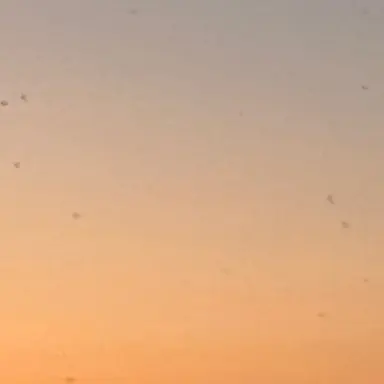 Profile image of Franz Ferdinand