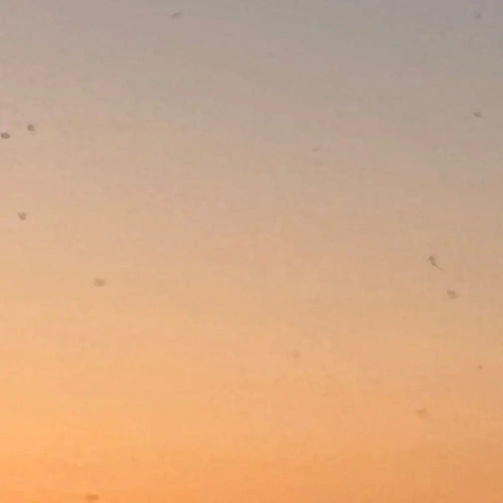 PoeticTrout5783의 The Emperor's Shadow