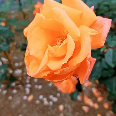 Profile image of あ