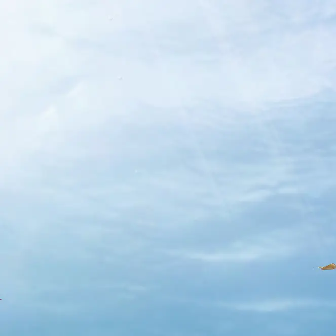 DangDang-0의 술배틀이닷!!