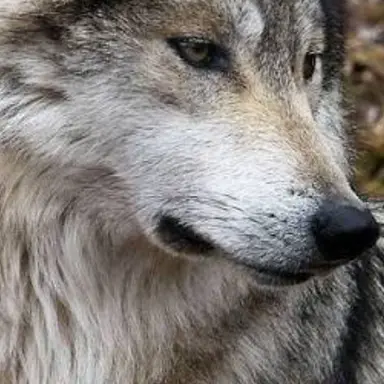 Profile image of 늑대