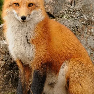 Profile image of 여우