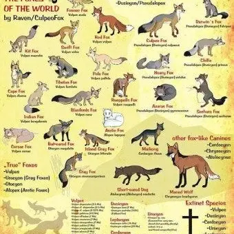 Profile image of 여우