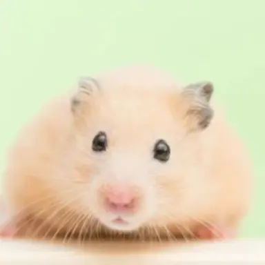 Profile image of 모찌