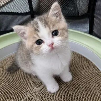 Profile image of 설이