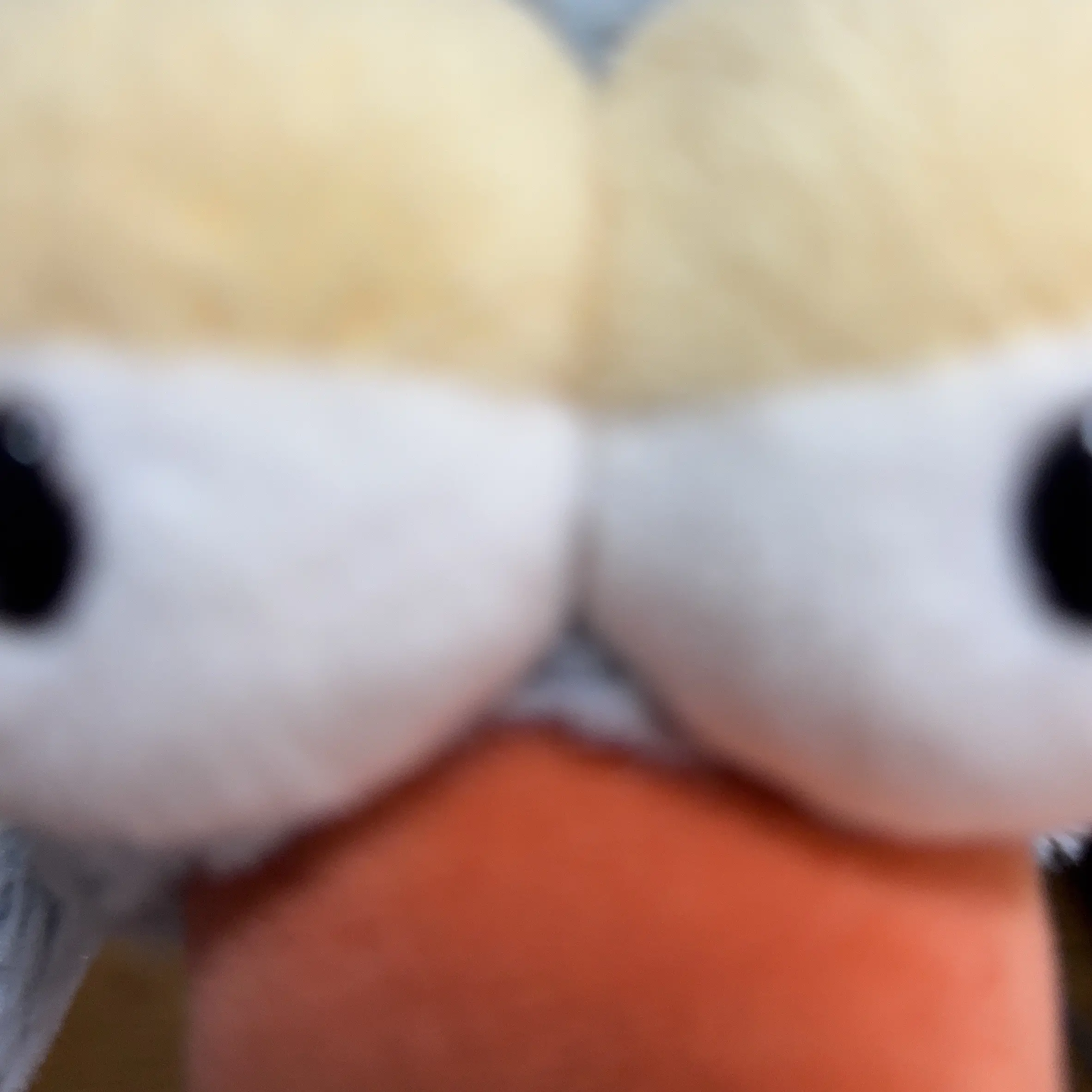 RowdyPlush5915의 ハチドリ