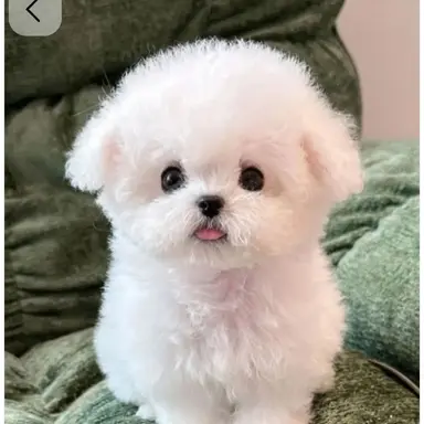 Profile image of 두부