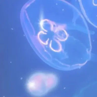 Profile image of 코요 템페스트