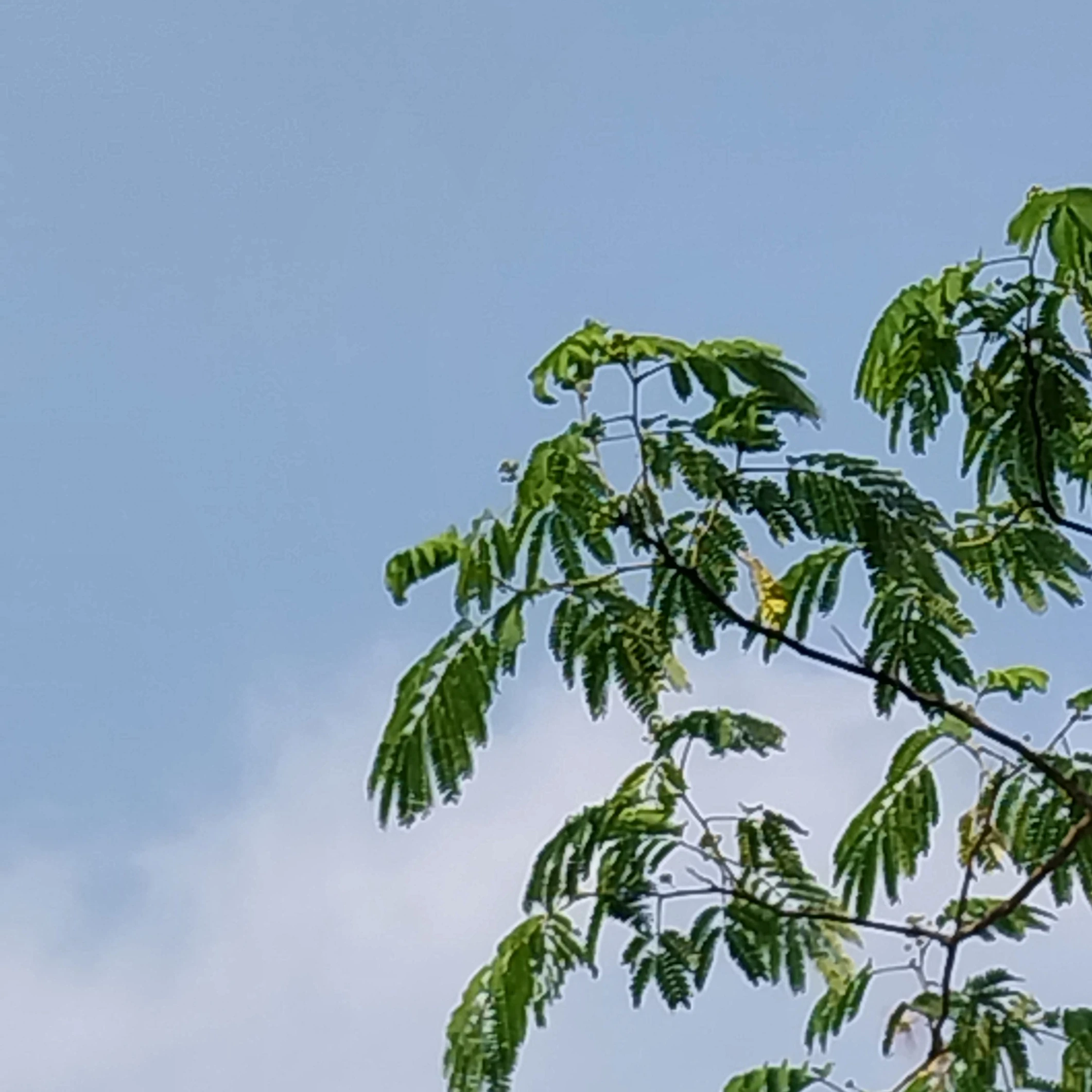 설사