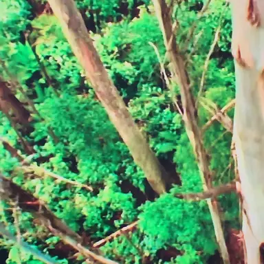 Profile image of 보겸