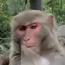 Profile image of シプヨヌ