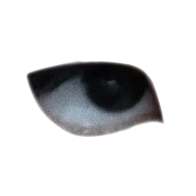 Profile image of Curtindon Doll