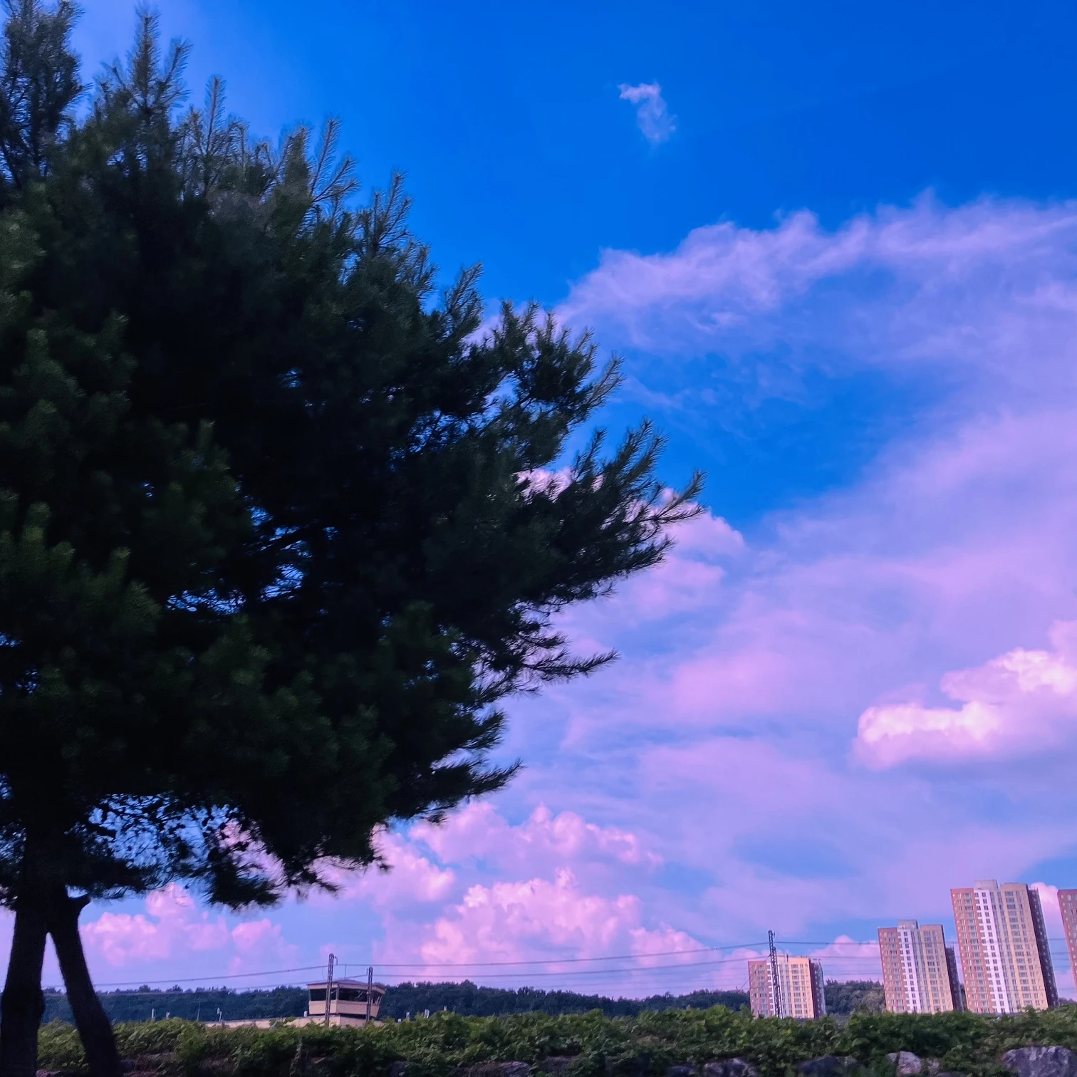 하니